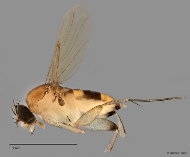 Phoridae sp. "ZRCBDP0032815" • © Maimon Hussin • All Rights Reserved
