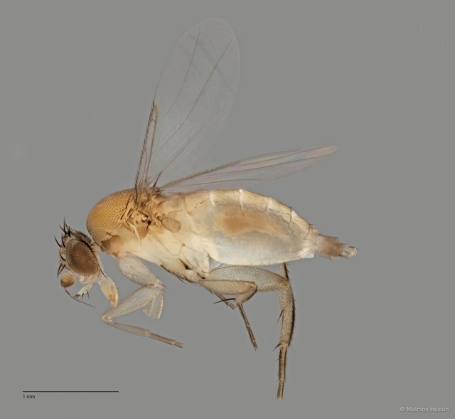Phoridae sp. "ZRCBDP0032819/ZRCBDP0032900"
