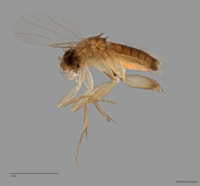 Phoridae sp. "ZRCBDP0032819/ZRCBDP0032900" • © Maimon Hussin • All Rights Reserved