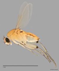 Phoridae sp. "ZRCBDP0032840/ZRCBDP0032880" • © Maimon Hussin • All Rights Reserved
