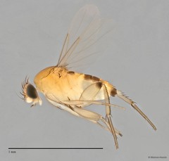 Phoridae sp. "ZRCBDP0032840/ZRCBDP0032880" • © Maimon Hussin • All Rights Reserved