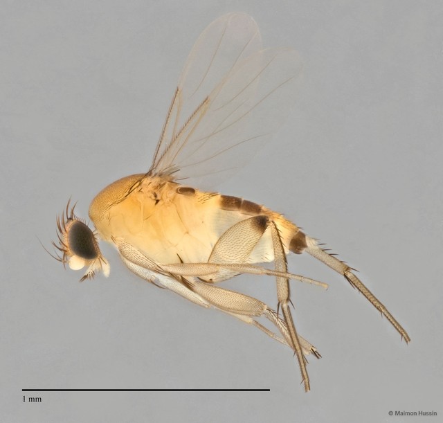 Phoridae sp. "ZRCBDP0032840/ZRCBDP0032880" • © Maimon Hussin • All Rights Reserved
