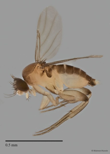 Phoridae sp. "ZRCBDP0032864/ZRCBDP0032902"