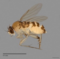 Phoridae sp. "ZRCBDP0032864/ZRCBDP0032902" • © Maimon Hussin • All Rights Reserved