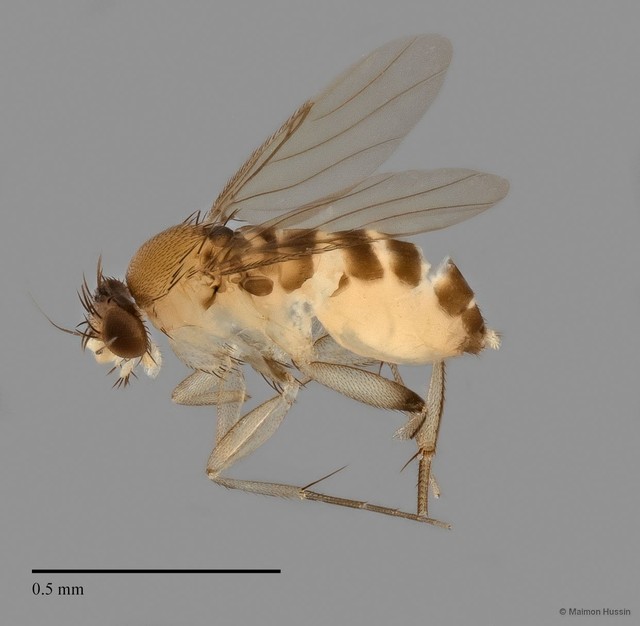 Phoridae sp. "ZRCBDP0032864/ZRCBDP0032902" • © Maimon Hussin • All Rights Reserved