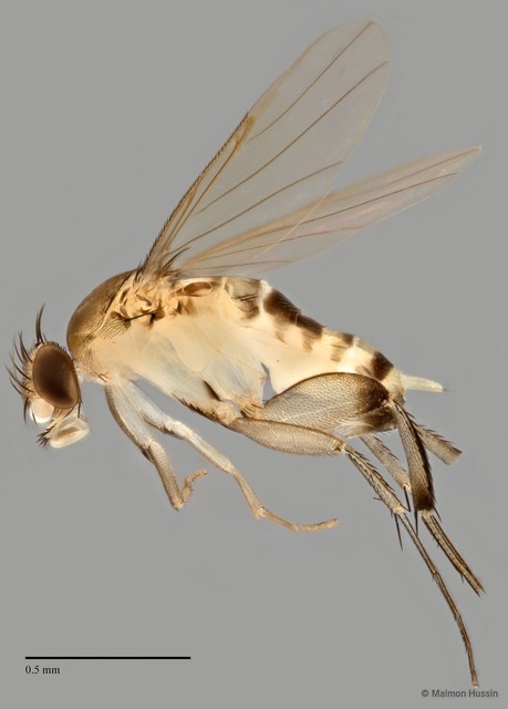 Phoridae sp. "ZRCBDP0032921" • © Maimon Hussin • All Rights Reserved