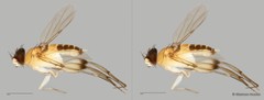 Phoridae sp. "ZRCBDP0032930/ZRCBDP0032934/ZRCBDP0032965" • © Maimon Hussin • All Rights Reserved