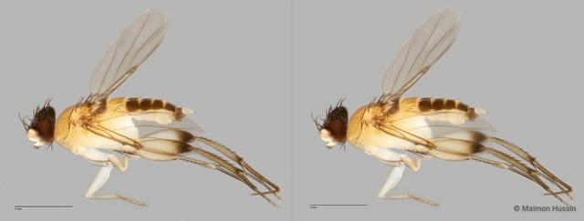 Phoridae sp. "ZRCBDP0032930/ZRCBDP0032934/ZRCBDP0032965"