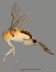 Phoridae sp. "ZRCBDP0032930/ZRCBDP0032934/ZRCBDP0032965" • © Maimon Hussin • All Rights Reserved
