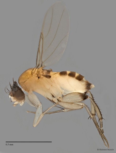 Phoridae sp. "ZRCBDP0032930/ZRCBDP0032934/ZRCBDP0032965"