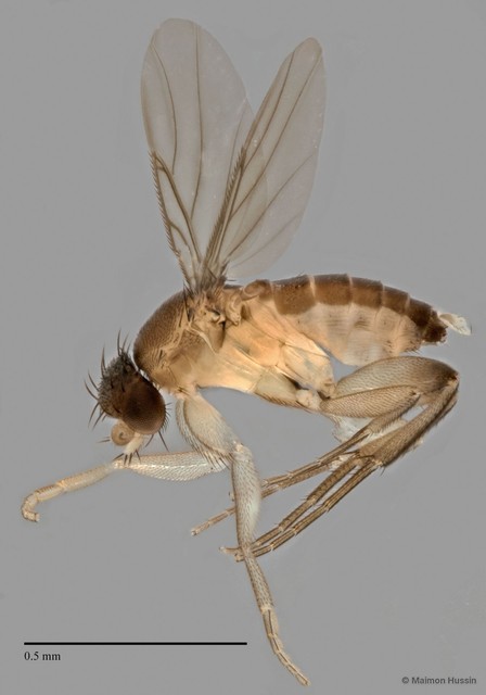 Phoridae sp. "ZRCBDP0032931" • © Maimon Hussin • All Rights Reserved