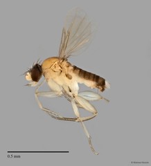 Phoridae sp. "ZRCBDP0032971/ZRCBDP0033283" • © Maimon Hussin • All Rights Reserved