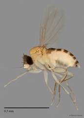 Phoridae sp. "ZRCBDP0032971/ZRCBDP0033283" • © Maimon Hussin • All Rights Reserved