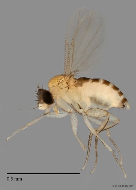 Phoridae sp. "ZRCBDP0032971/ZRCBDP0033283"