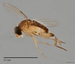 Phoridae sp. "ZRCBDP0033012/ZRCBDP0033033" • © Maimon Hussin • All Rights Reserved