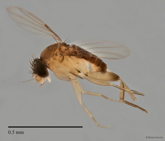 Phoridae sp. "ZRCBDP0033012/ZRCBDP0033033" • © Maimon Hussin • All Rights Reserved