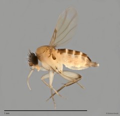 Phoridae sp. "ZRCBDP0033012/ZRCBDP0033033" • © Maimon Hussin • All Rights Reserved