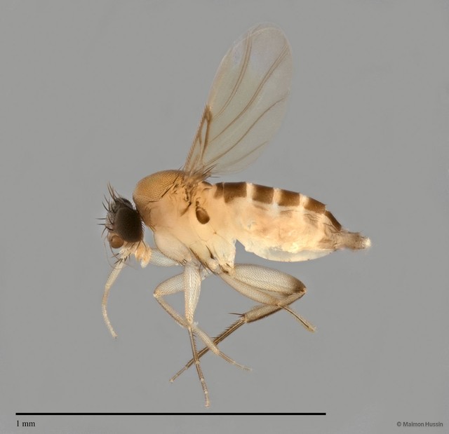 Phoridae sp. "ZRCBDP0033012/ZRCBDP0033033"