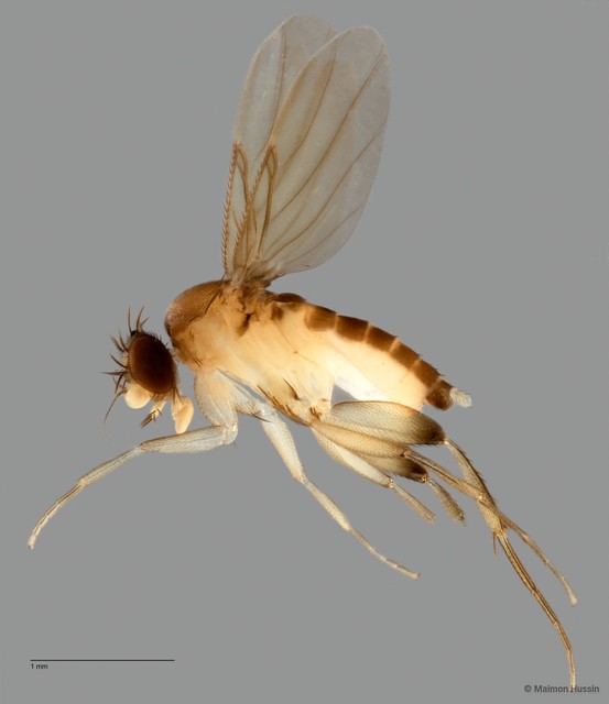 Phoridae sp. "ZRCBDP0033013" • © Maimon Hussin • All Rights Reserved