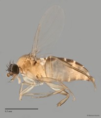 Phoridae sp. "ZRCBDP0033027/ZRCBDP0033308" • © Maimon Hussin • All Rights Reserved