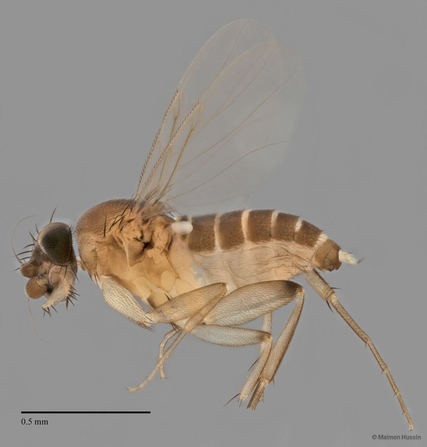 Phoridae sp. "ZRCBDP0033027/ZRCBDP0033308"