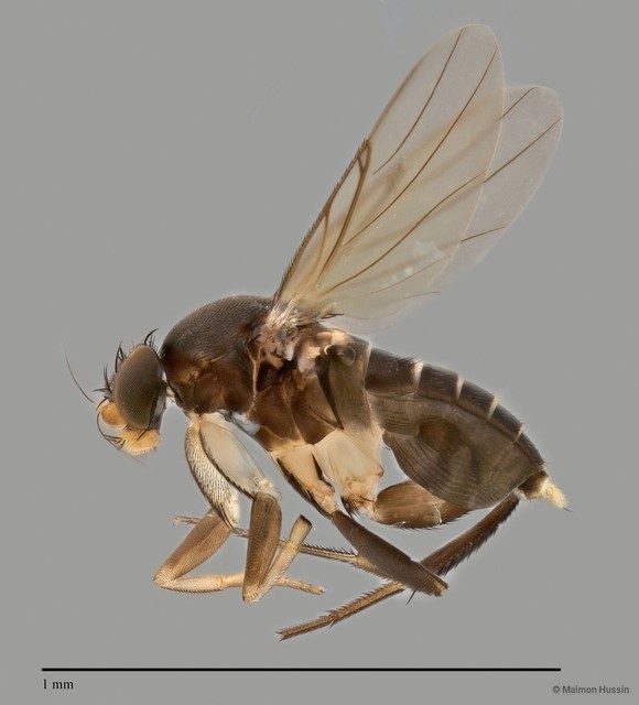 Phoridae sp. "ZRCBDP0033083" • © Maimon Hussin • All Rights Reserved