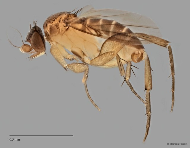 Phorinae sp. "ZRCBDP0033109" • © Maimon Hussin • All Rights Reserved