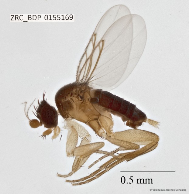 Phoridae sp. "ZRCBDP0033123" • © Villanueva Jeremie Gonzales • All Rights Reserved