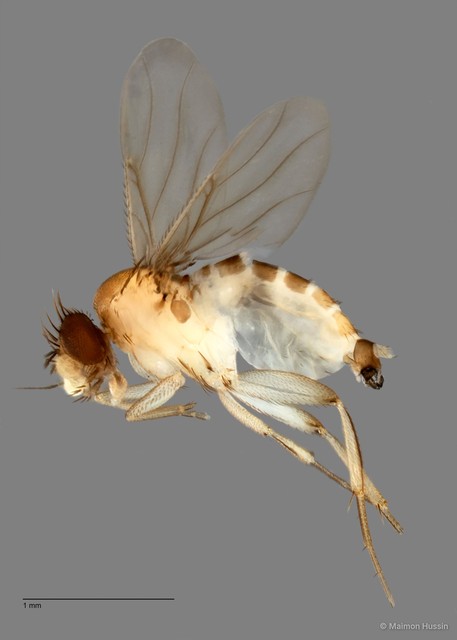 Phoridae sp. "ZRCBDP0033148" • © Maimon Hussin • All Rights Reserved
