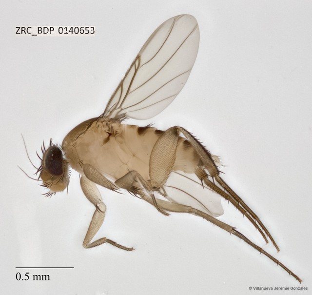 Phoridae sp. "ZRCBDP0033158" • © Villanueva Jeremie Gonzales • All Rights Reserved