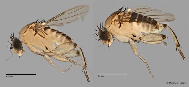 Phoridae sp. "ZRCBDP0033171" • © Maimon Hussin • All Rights Reserved