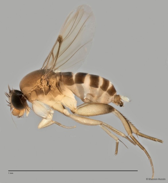 Phoridae sp. "ZRCBDP0033174" • © Maimon Hussin • All Rights Reserved