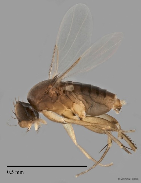 Phoridae sp. "ZRCBDP0033216" • © Maimon Hussin • All Rights Reserved