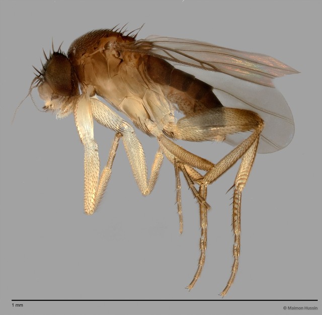 Phoridae sp. "ZRCBDP0033230" • © Maimon Hussin • All Rights Reserved