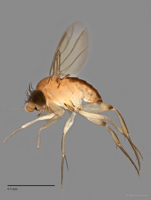 Phoridae sp. "ZRCBDP0033241" • © Maimon Hussin • All Rights Reserved