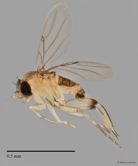 Phoridae sp. "ZRCBDP0033262" • © Maimon Hussin • All Rights Reserved