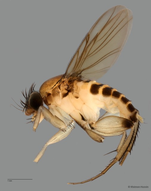 Phoridae sp. "ZRCBDP0033263" • © Maimon Hussin • All Rights Reserved