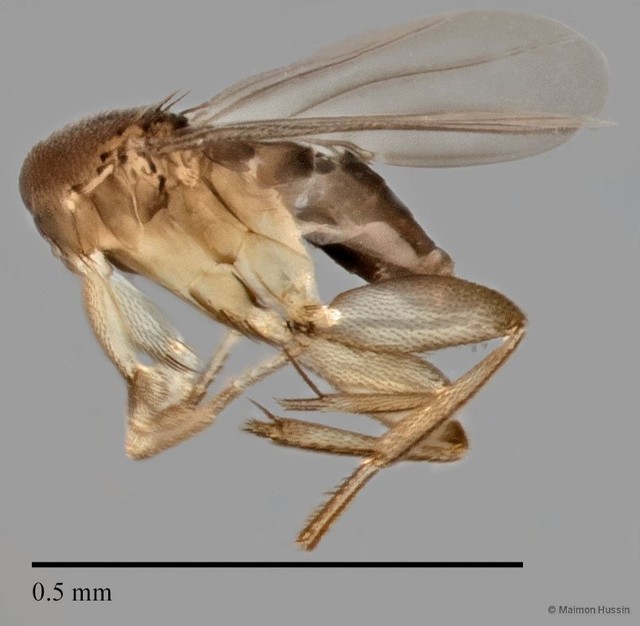 Phoridae sp. "ZRCBDP0033290" • © Maimon Hussin • All Rights Reserved