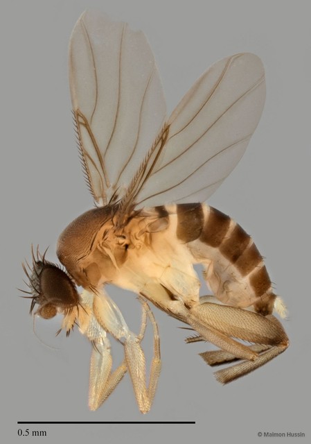 Phoridae sp. "ZRCBDP0033311" • © Maimon Hussin • All Rights Reserved