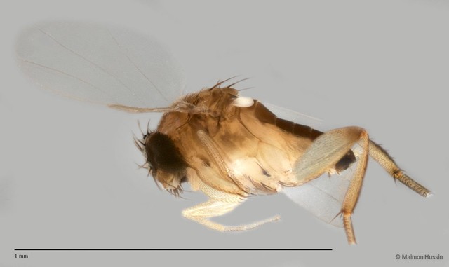 Phoridae sp. "ZRCBDP0033324/ZRCBDP0033332"