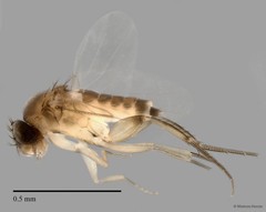 Phoridae sp. "ZRCBDP0033324/ZRCBDP0033332" • © Maimon Hussin • All Rights Reserved