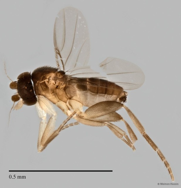 Phoridae sp. "ZRCBDP0033350" • © Maimon Hussin • All Rights Reserved