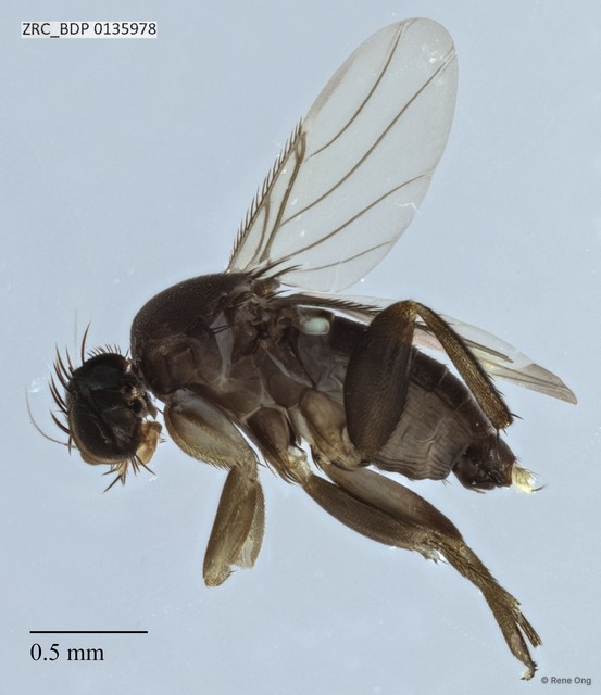 Phoridae sp. "ZRCBDP0033351" • © Rene Ong • All Rights Reserved