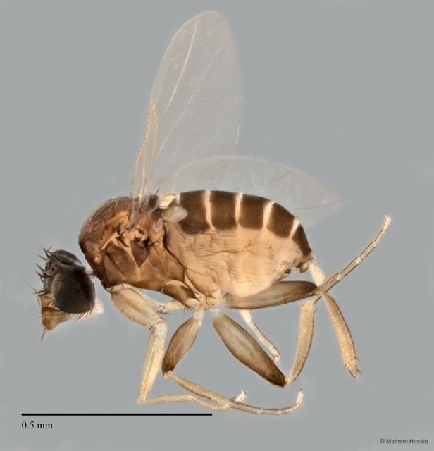 Phoridae sp. "ZRCBDP0033353" • © Maimon Hussin • All Rights Reserved