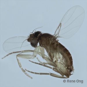 Phoridae sp. "ZRCBDP0033394" • © Rene Ong • All Rights Reserved