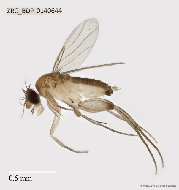Phoridae sp. "ZRCBDP0033438" • © Villanueva Jeremie Gonzales • All Rights Reserved