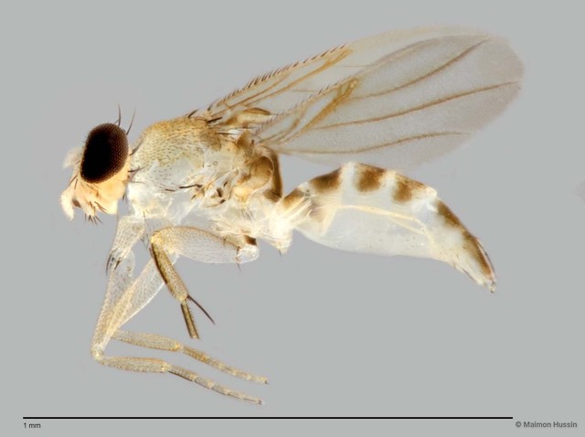 Phoridae sp. "ZRCBDP0049020" • © Maimon Hussin • All Rights Reserved