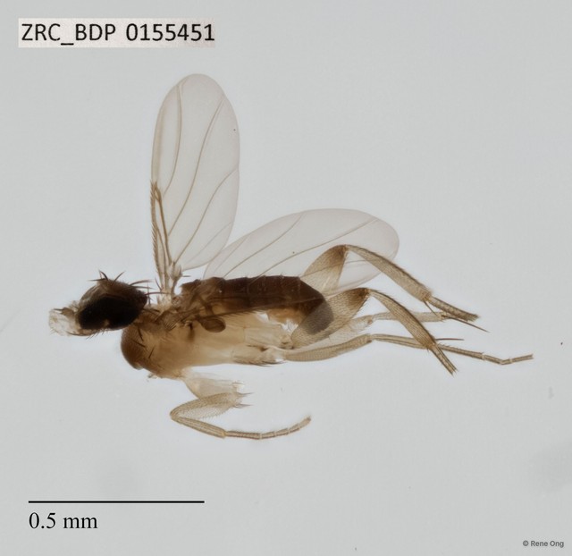 Phoridae sp. "ZRCBDP0069638" • © Rene Ong • All Rights Reserved