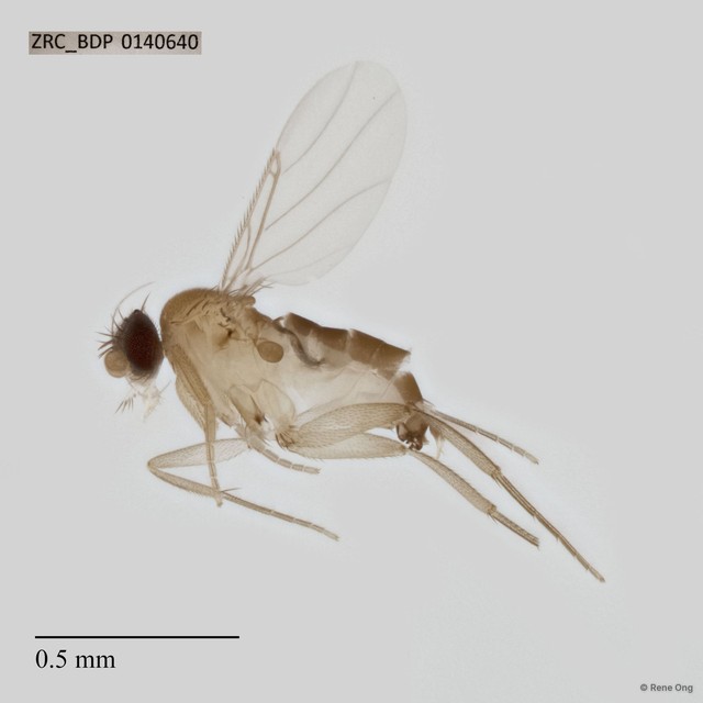 Phoridae sp. "ZRCBDP0069642" • © Rene Ong • All Rights Reserved