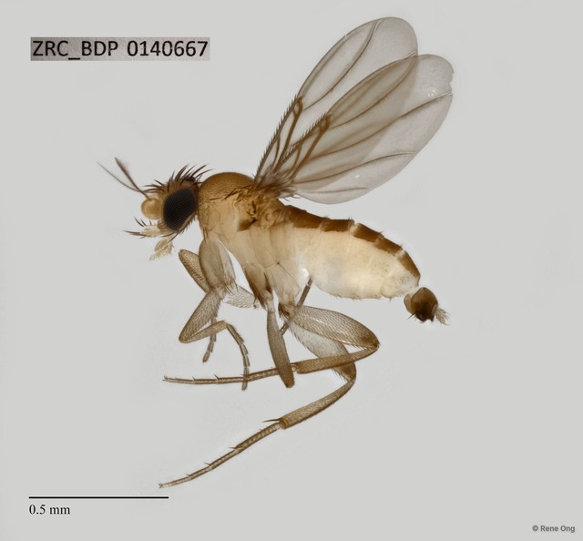 Phoridae sp. "ZRCBDP0069657" • © Rene Ong • All Rights Reserved